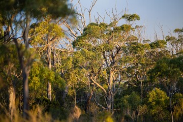 beautiful gum Trees and shrubs in the Australian bush forest. Gumtrees and native plants growing in Australia