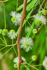 Thin tendrils of several white Mimosa Pudica flowers in bloom vertical view