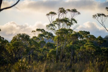 beautiful gum Trees and shrubs in the Australian bush forest. Gumtrees and native plants growing in Australia