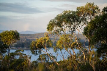 beautiful gum Trees and shrubs in the Australian bush forest. Gumtrees and native plants growing in Australia © Phoebe