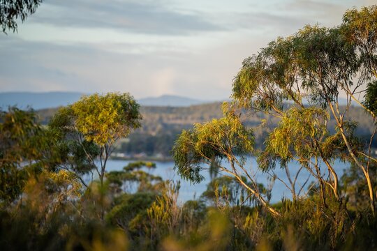 beautiful gum Trees and shrubs in the Australian bush forest. Gumtrees and native plants growing in Australia