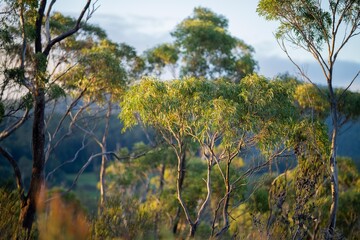 beautiful gum Trees and shrubs in the Australian bush forest. Gumtrees and native plants growing in...