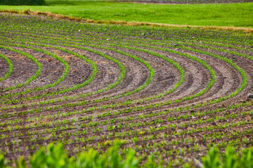 Brown dirt with bright green sprouts of young crop in farmers field on farm