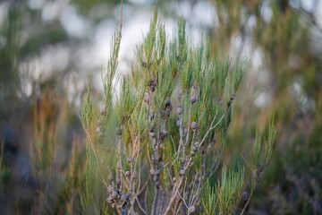 beautiful gum Trees and shrubs in the Australian bush forest. Gumtrees and native plants growing in Australia