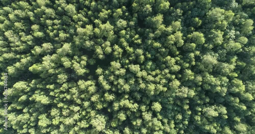 Poster Aerial  view of green summer forest with spruce and pine trees forest view from above, aerial top view with copy space design for web banner