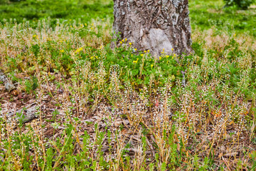 Base of tree trunk low to ground with grasses and yellow flowers