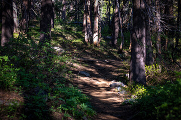 Naklejka premium Forest trail
