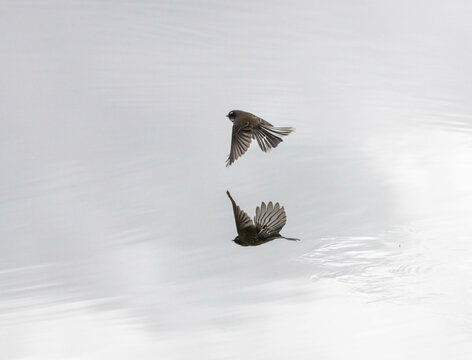 Fantail flying over water with reflection