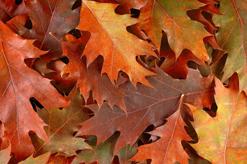 Group of autumn leaves as background. Colorful and bright background of fallen autumn leaves.