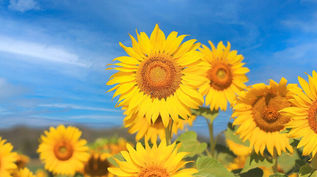 Beautiful sunflower with a sunny day and blue sky natural background