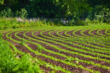 Purple wildflowers growing along field with new budding plants