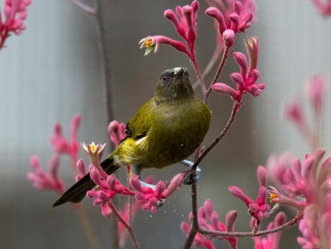 Bellbird on pink flower