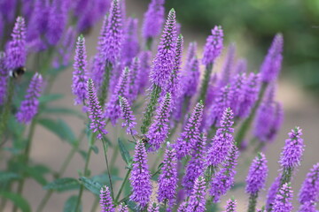 Veronica spicata, spiked speedwell plant with pink flowers. Close up.