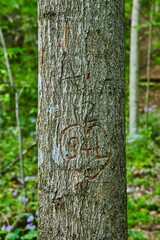 Fototapeta premium Abstract carvings in tree, bark carved, forest, park, woods, background asset