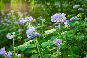 Golden ray of sunlight through forest, flowering plants lit by sun, Great Waterleaf