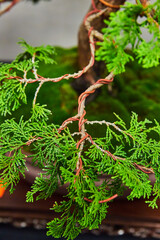 Larix Kaempferi bonsai tree with red wire wrapped around tree branches and blurred mossy background