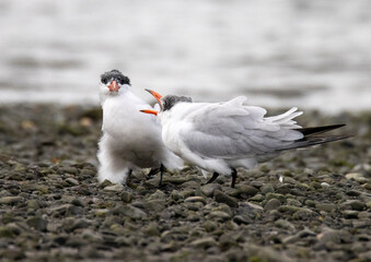 Caspian terns parent and child