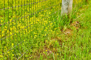 Yellow primrose flowers and grass popping through chain fence with wood pole background asset