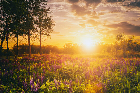 Sunset or sunrise on a field with wild lupines and wildflowers and dramatic cloudy sky in summertime. Vintage film aesthetic. © Eugene_Photo