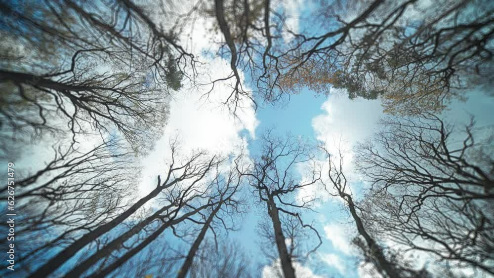 Poster tall trees - view from below. white clouds in the sky. slow-motion.