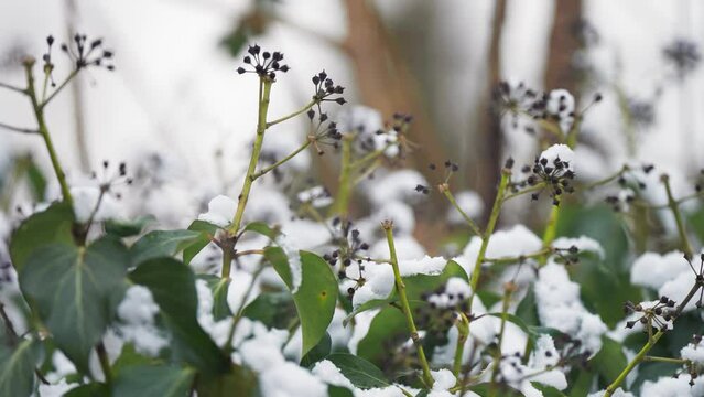 Fresh light snow on the green leaves. Slow-motion, close-up parallax shot.