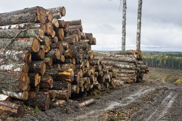 A stack of birch timber lies in the forest.