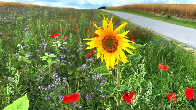 next to a road there is a flowering strip with sunflowers, poppies and cornflowers for the insects in slow motion