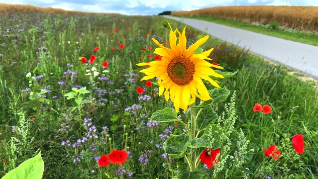 next to a road there is a flowering strip with sunflowers, poppies and cornflowers for the insects