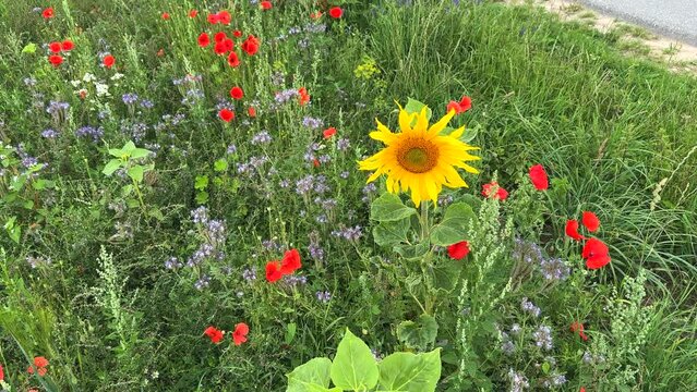 next to a road there is a flowering strip with sunflowers, poppies and cornflowers for the insects