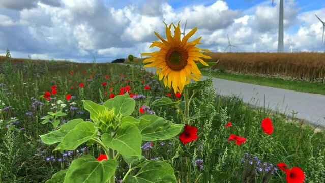 next to a road there is a flowering strip with sunflowers, poppies and cornflowers for the insects