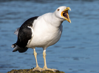 seagull on the rock © Louise Thomas