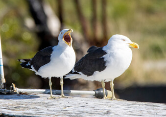 seagulls on a boat
