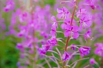 Fireweed flowers grow in the field. Ivan-tea inflorescence close-up. Defocused background.