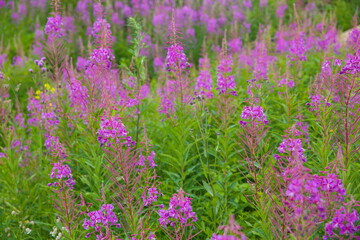 Fireweed flowers grow in the field. Ivan-tea inflorescence bloom in its natural environment.