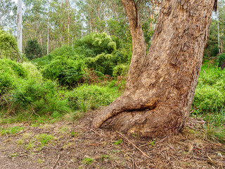  Textured Trunk Soft Undergrowth