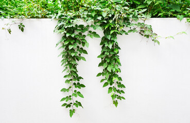 白い壁と植物