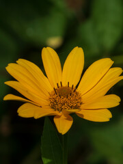 bee on flower