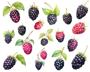 Set of Blackberry fruit watercolor with green leaves isolated on white background. PNG transparent background. AI Generative.
