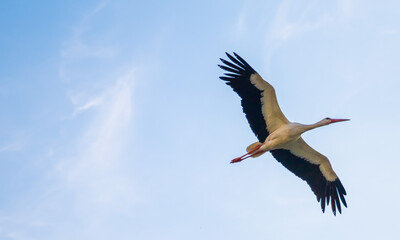 Stork in the sky. A beautiful flapping of the wings of a huge bird in a blue sky with white bows.
