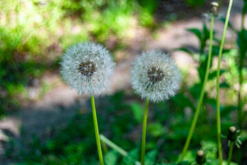 Beautiful wild growing flower seed dandelion on background meadow