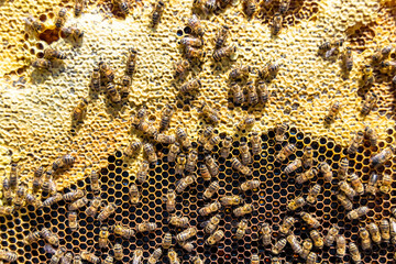 Abstract hexagon structure is honeycomb from bee hive filled