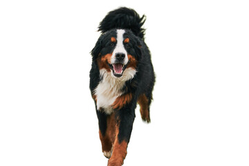 Dog portrait isolated on white. Bernese mountain dog portrait in spring in the Swiss Alps. Happy young Bernese puppy.
