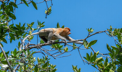 Male Proboscis monkey in a tree in Brunei
