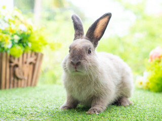 Gray cute rabbit sitting on grass with green nature background. Lovely action of young rabbit.