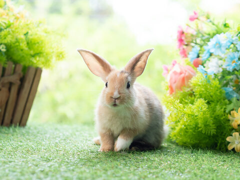 Cute rabbit stepping on grass with green nature background. Lovely action of young rabbit.