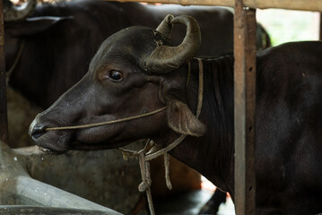 Buffalo Close Phot . BD Buffalo portrait Photo. Buffalo farm in Bangladesh