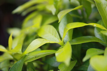 green leaves in the garden