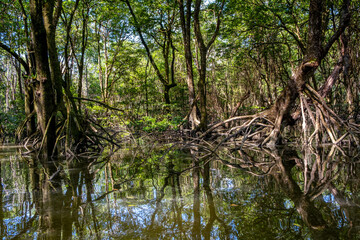 Mangrove forest near Bandar Seri Begawan, Brunei on the island of Borneo