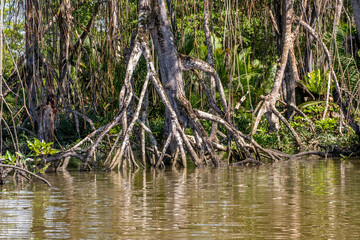 Mangrove forest near Bandar Seri Begawan, Brunei on the island of Borneo