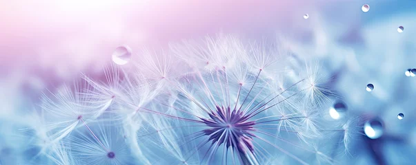  Beautiful dew drops on dandelion plant, blue violet color background. © amazingfotommm